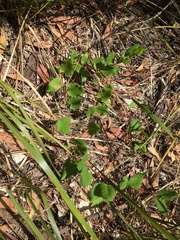 Muehlenbeckia adpressa