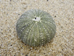 Hemicentrotus pulcherrimus