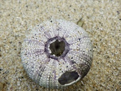 Hemicentrotus pulcherrimus