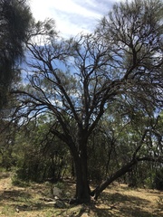 Allocasuarina verticillata
