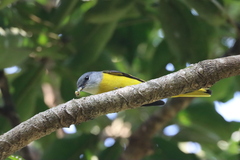 Pericrocotus solaris