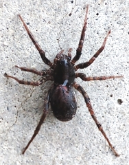 Araneae