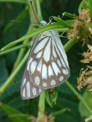 Belenois