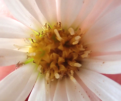 Celmisia major major