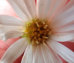 Celmisia major major