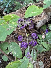 Callicarpa formosana formosana