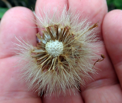 Celmisia major major