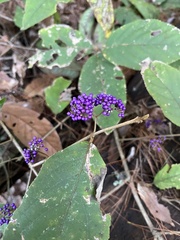 Callicarpa formosana formosana