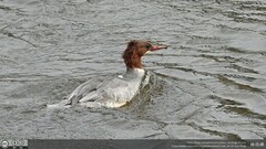 Mergus merganser