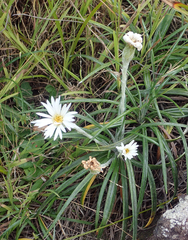 Celmisia major major