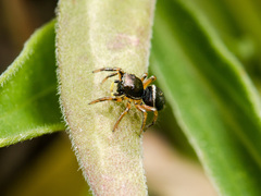 Heliophanus wesolowskae