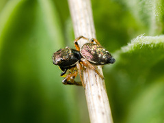 Heliophanus wesolowskae