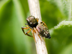 Heliophanus wesolowskae