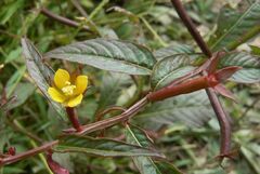 Ludwigia hyssopifolia