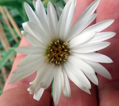 Celmisia major major