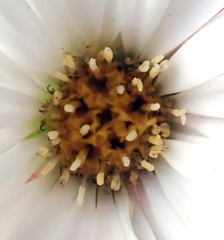 Celmisia major major