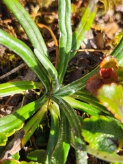 Celmisia major brevis