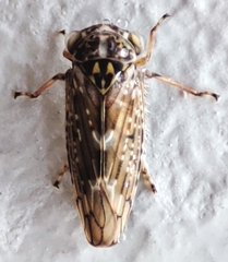 Hemiptera