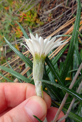 Celmisia major major