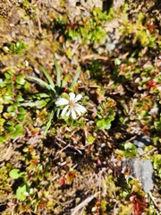 Celmisia major brevis