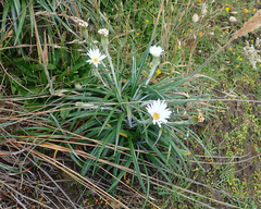 Celmisia major major