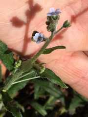 Cynoglossum australe