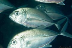 Caranx sexfasciatus