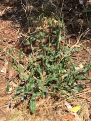 Cynoglossum australe