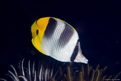 Chaetodon ulietensis