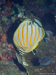 Chaetodon ornatissimus