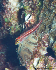 Helcogramma striata