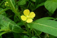 Ludwigia hyssopifolia