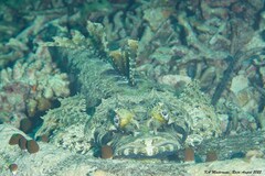 Cymbacephalus beauforti