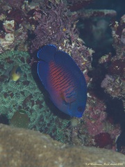 Centropyge bispinosa