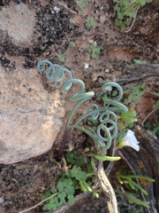 Albuca spiralis