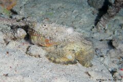 Brachionichthyidae