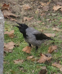 Corvus cornix