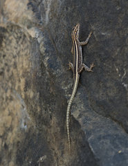 Platysaurus intermedius rhodesianus
