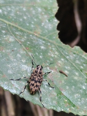 Anthribinae