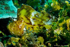 Taenianotus triacanthus