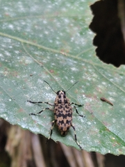 Anthribinae