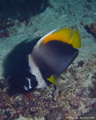 Heniochus singularius