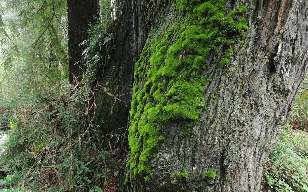 Dicranella guilleminiana