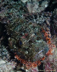 Scorpaenopsis