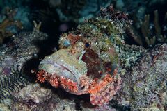 Scorpaenopsis