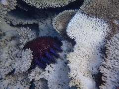 Acanthaster
