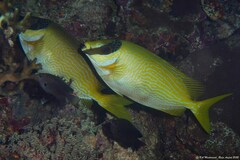 Siganus puellus