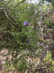 Comesperma volubile