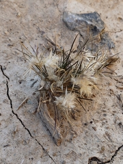 Dasyochloa