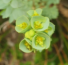 Euphorbia portlandica